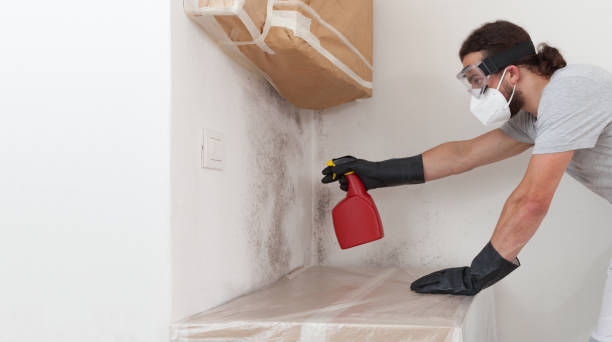 Professional Black Mold Remediation technician working in Willow Grove, TX