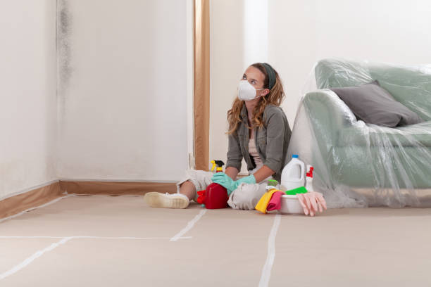 Reliable Black Mold Remediation contractor in Willow Grove, TX by 24 Hour Mold Removal